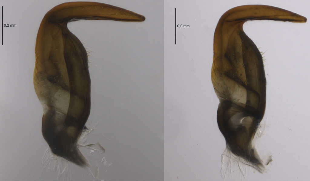 Par&aacute;meros de Largus sculptilis Bliven.