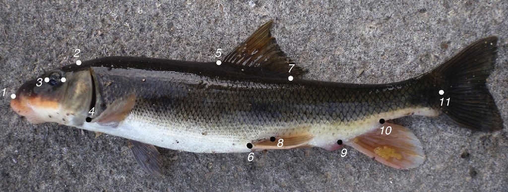 Landmarks for box truss protocol in populations of Catostomus sp. and C. bernardini from the Sierra Madre Occidental, Mexico.