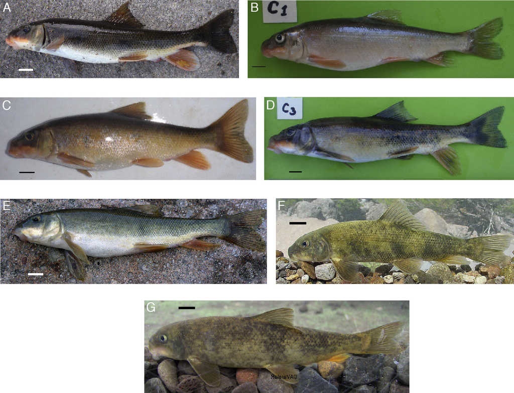 Life coloration of suckers (Catostomus sp. and Catostomus bernardini) from the Sierra Madre Occidental, M&eacute;xico. (A) Catostomus sp., Arroyo El Rodeo (R&iacute;o Tamazula subbasin), (B) Catostomus sp., R&iacute;o Birimoa (R&iacute;o Tamazula subbasin), (C) Catostomus sp., Arroyo Las Higueras (R&iacute;o Humaya subbasin), (D) Catostomus sp., Arroyo Surutato (R&iacute;o Humaya subbasin), (E) Catostomus bernardini, R&iacute;o Conchos basin, (F) Catostomus bernardini, Arroyo Verde (R&iacute;o Fuerte basin), and (G) Catostomus bernardini, Arroyo La Presita (R&iacute;o Yaqui basin). Photographs by Sergio S&aacute;nchez-Gonz&aacute;les (A-D), Gorgonio Ruiz-Campos (E and F), and Alejandro Varela-Romero (G). Bar length=1cm.
