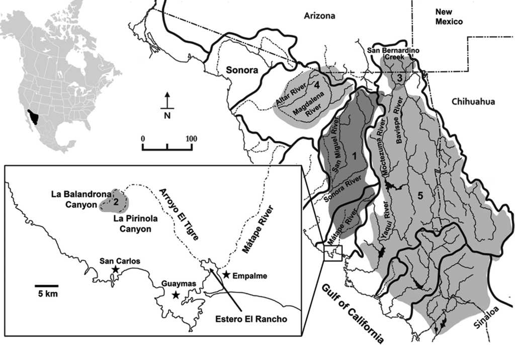 Major drainage basins of Sonora and distribution of Gila species used in the morphometric analysis. (1) Gila eremica, (2) Gila cf. eremica, (3) Gila purpurea, (4) Gila ditaenia, and (5) Gila minacae (see Table 1 for specimen localities). Hydrographic divides are indicated by thick lines. Dashed lines indicate intermittent drainage courses.