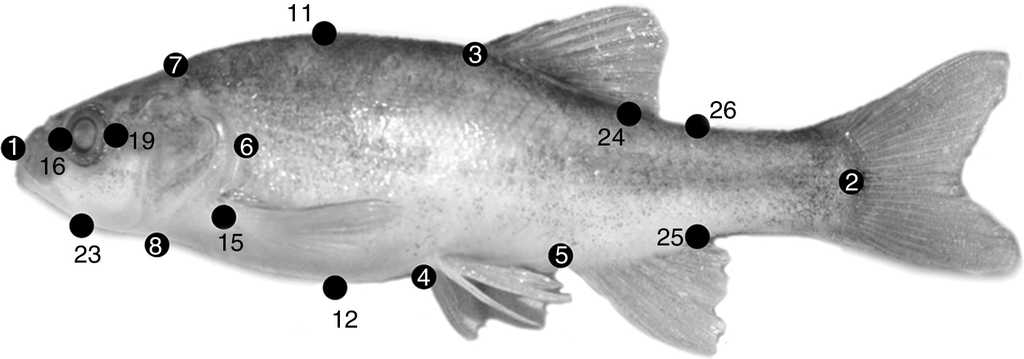 Landmarks for box-truss protocol used in specimens of Gila analyzed. See Table 2 for explanation of codes. Specimen pictured is Gila cf. eremica (photo Gorgonio Ruiz-Campos).