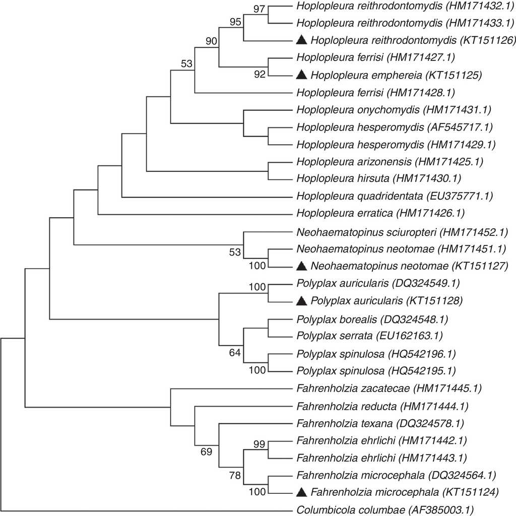 Neighbor-joining phylogenetic tree generated with partial sequences of the COI gene of sucking lice using Tamura 3 parameters distance model. Boostrap values are indicated in the nodes.
