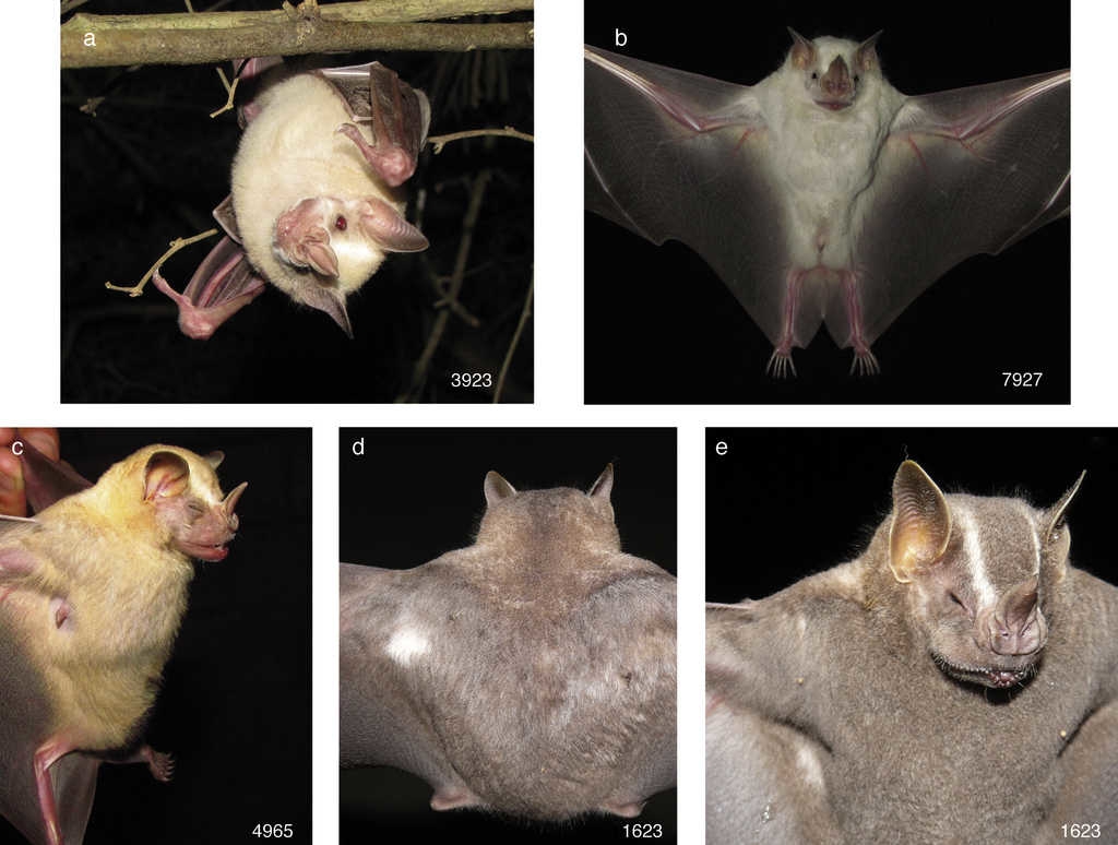 Artibeus lituratus: a)número 3,923, CF albino; b)número 7,927, CF manchas blancas; c)número 4,965, CF descolorido; d-e)número 1,623, CF manchas blancas, se observan en el dorso de la escápula izquierda (d) y en la parte ventral cerca a la axila derecha (e).