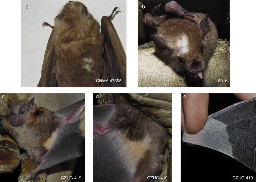 a)Artibeus lituratus (CNMA 47395), CF manchas blancas; b)G. soricina (8016), CF manchas blancas; c-e)Sturnira parvidens (CZUG 419), CF combinada manchas blancas-descolorido, el pelo de los costados de lado ventral es amarillo (c, d) y las puntas de las 2 alas son blancas (e).