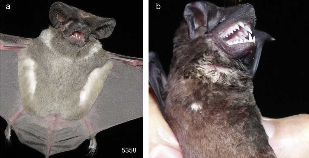 a)Nyctinomops femorosaccus (5358), CF manchas blancas; b)Molossus sinaloae, CF manchas blancas.