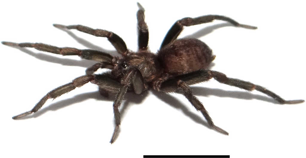 Stenoterommata uruguai. Male (LZI0350), habitus. Scale: 1cm.