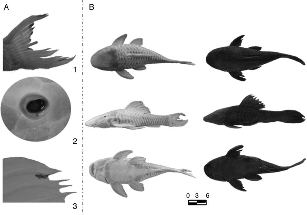 (A) Details of the pigmented area characteristics of the individual with partial albinism; (B) individual with partial albinism (left) and normal individual (right) sampled in the Upper Paraná Basin, São Paulo, Brazil. Scale in cm.