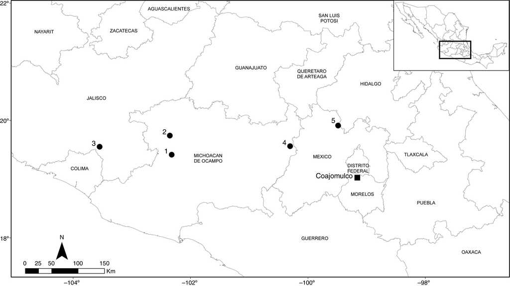 First record of Nelsonia goldmani in the state of Morelos (solid square) and previously reported localities in the Trans-Mexican Volcanic Belt (solid dots): 1, cerro Tancítaro; 2, cerro Patamban; 3, Nevado de Colima; 4, sierra Chincua, and 5, Jilotepec (Engstrom et al., 1992; Genoways & Jones, 1968; Glendinning, 1992; Hooper, 1954; Merriam, 1903).