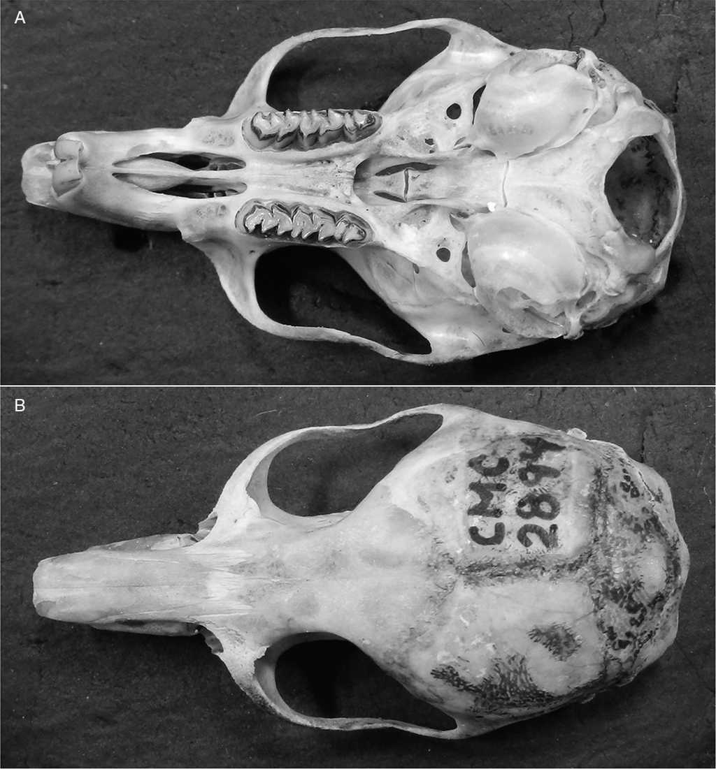 (A) Ventral view of the cranium of a young female Nelsonia goldmani. Note the particular pattern of the third upper molar, which is divided into two subtriangular lobes, a diagnostic feature for the genus. (B) Dorsal view of the same cranium. It can be observed the distinct anteorbital notch in the anterior base of the zygomatic process, with a vertical lamella well marked that forms a spine, a feature that distinguishes N. goldmani from N. neotomodon.