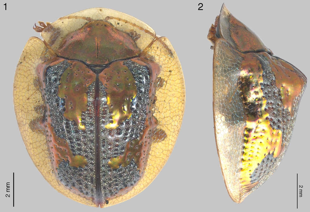 Coptocycla (Psalidonota) leprosa, ♂ vista dorsal y lateral.