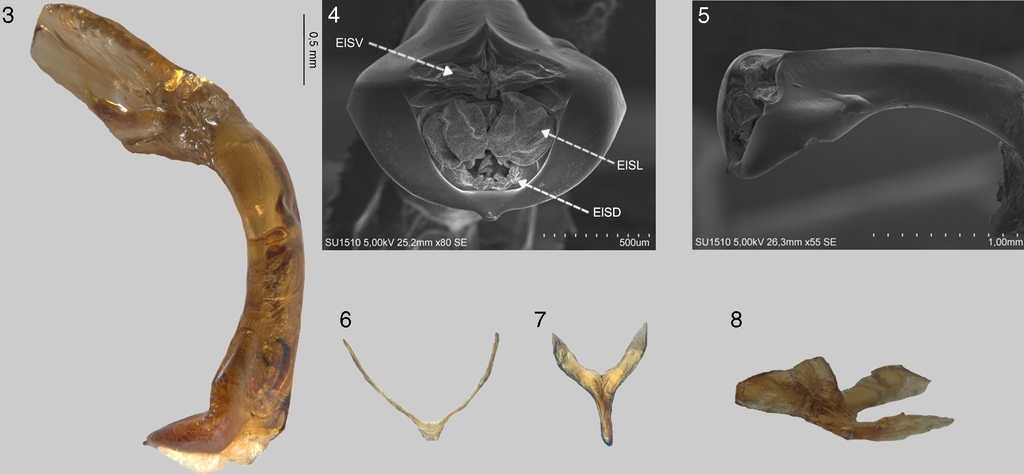 Genitales masculinos de Coptocycla (Psalidonota) leprosa: 3, edeago en vista lateral; 4, parte apical del edeago; 5, edeago en vista ventrolateral; 6, spiculum gastrale; 7, tegmen; 8, tegmen en vista ventrolateral.