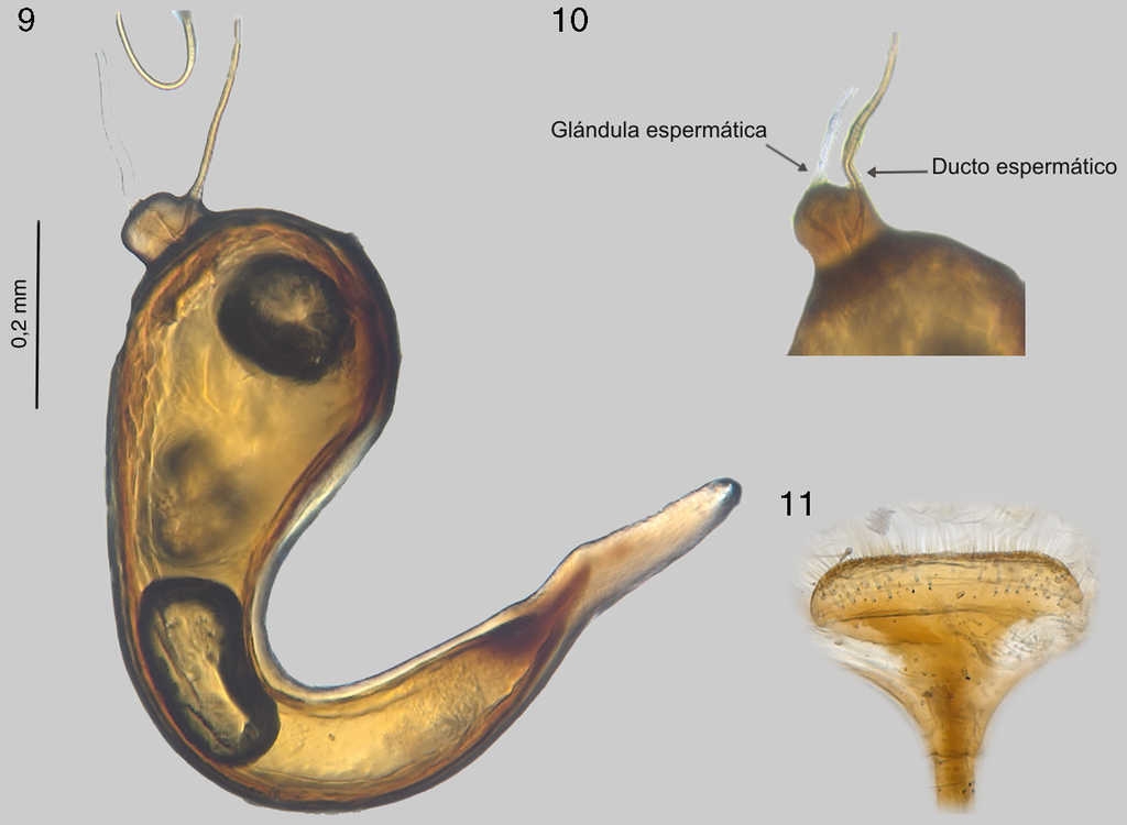 Genitales femeninos de Coptocycla (Psalidonota) leprosa: 9, cápsula espermática; 10, ramus; 11, esternito VIII.