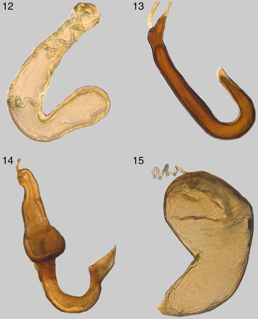 Cápsulas espermáticas de distintas hembras de Cassidinae: 12, Trichaspis pilasula (Boh.); 13, Chiridopsis aubei (Boh.); 14, Glyphocasis lepida (Spaeth); 15, Hybosinota nodulosa (Boh.).