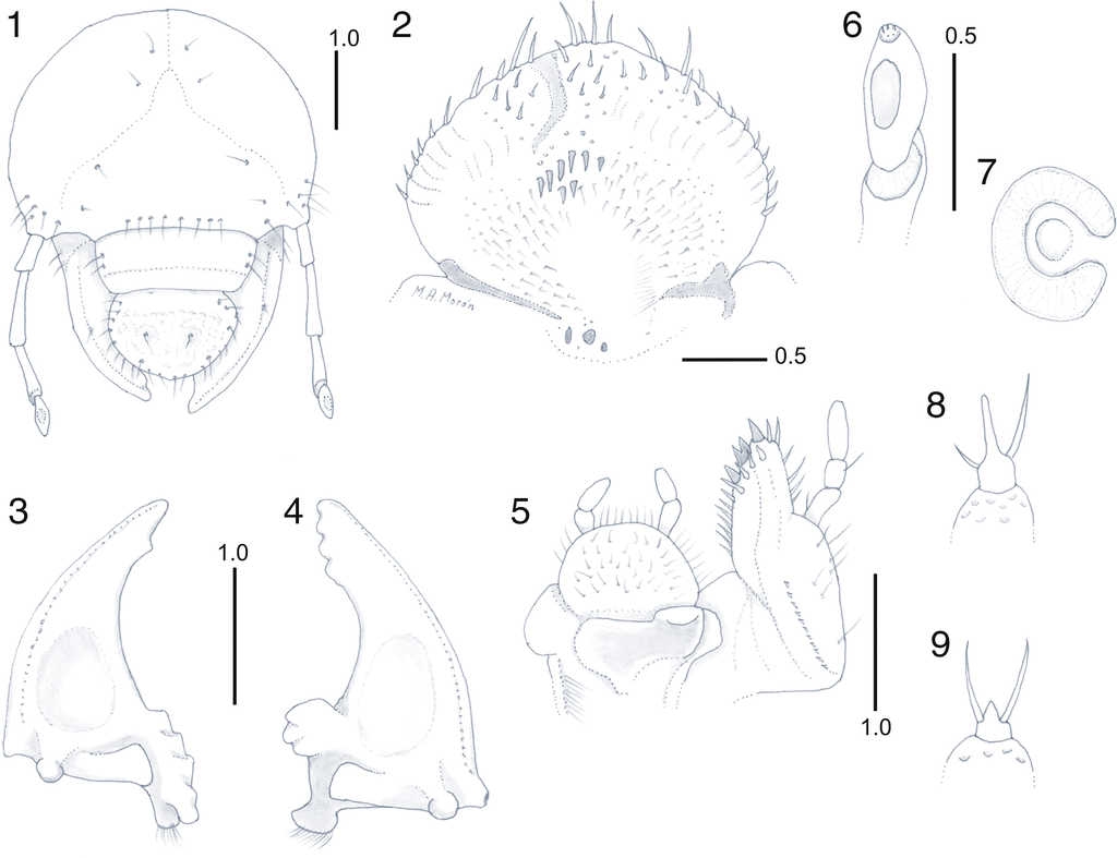 Estructuras diagn&oacute;sticas en la larva de tercer estadio de Phyllophaga heteronycha: 1, vista frontal de la cabeza; 2, aspecto ventral de la epifaringe; mand&iacute;bulas en vista ventral: 3, izquierda; 4, derecha; 5, maxila derecha y labio hipofaringe, vista dorsal; 6, &uacute;ltimo artejo antenal, vista dorsal; 7, placa respiratoria tor&aacute;cica; 8, u&ntilde;a protarsal; 9, u&ntilde;a metatarsal. L&iacute;neas de escala en mil&iacute;metros.