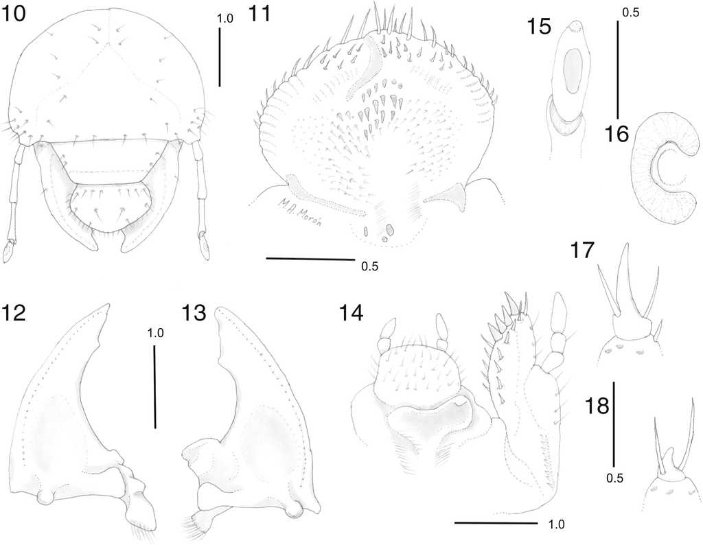 Estructuras diagn&oacute;sticas en la larva de tercer estadio de Phyllophaga leonina: 10, vista frontal de la cabeza; 11, aspecto ventral de la epifaringe; mand&iacute;bulas en vista ventral: 12, izquierda; 13, derecha; 14, maxila derecha y labio hipofaringe, vista dorsal; 15, &uacute;ltimo artejo antenal, vista dorsal; 16, placa respiratoria tor&aacute;cica; 17, u&ntilde;a protarsal; 18, u&ntilde;a metatarsal. L&iacute;neas de escala en mil&iacute;metros.