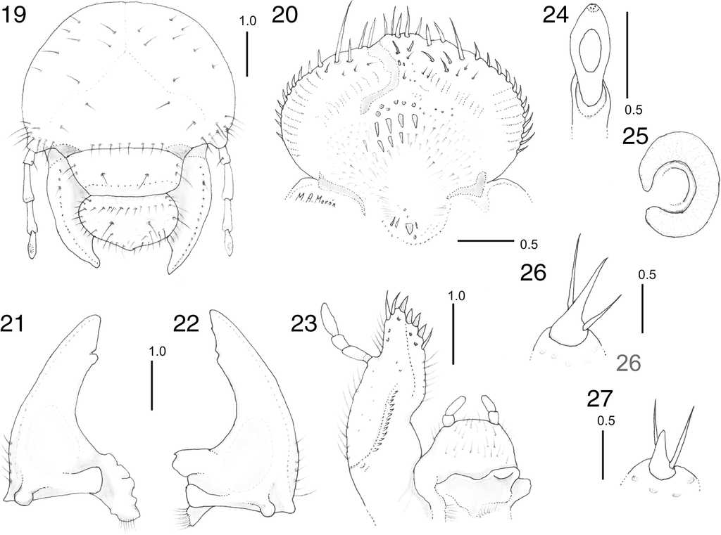 Estructuras diagn&oacute;sticas en la larva de tercer estadio de Phyllophaga angulicollis: 19, vista frontal de la cabeza; 20, aspecto ventral de la epifaringe; mand&iacute;bulas en vista ventral: 21, izquierda; 22, derecha; 23, maxila izquierda y labio hipofaringe, vista dorsal; 24, &uacute;ltimo artejo antenal, vista dorsal; 25, placa respiratoria tor&aacute;cica; 26, u&ntilde;a protarsal; 27, u&ntilde;a metatarsal. L&iacute;neas de escala en mil&iacute;metros.