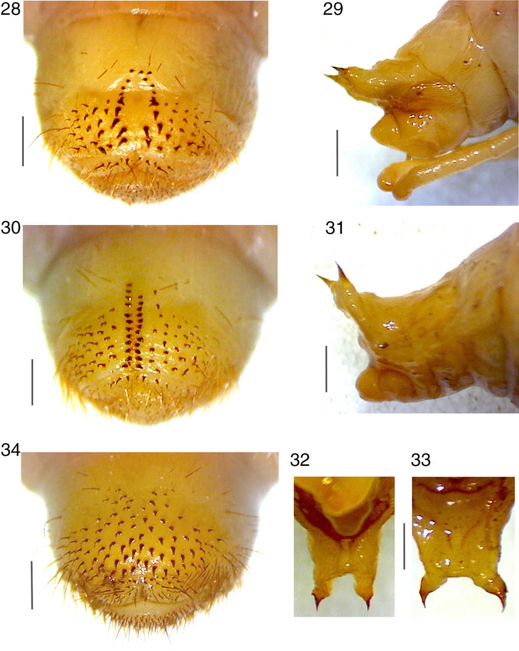 Raster de la larva de tercer estadio. 28, P.heteronycha; 30, P.leonina; 34, P.angulicollis. Extremo caudal de la pupa, en vista lateral: 29, P.heteronycha; 31, P.leonina; en vista ventral: 32, P.heteronycha; 33, P.leonina.