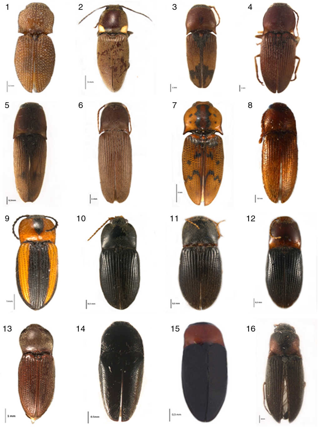 Hábito dorsal de las especies que representan nuevos registros para Jalisco. 1, Rismethus scobinula Candèze, 1857; 2, Vesperelater occidentalis Champion, 1895; 3, Aeolus melliculus Candèze, 1859; 4, Conoderus pruinosus Champion, 1895; 5, C. rodriguezi Candèze, 1881; 6, C. depressipennis Candèze, 1859; 7, C. nocturnus Candèze, 1859; 8, Heteroderes gibbulus Champion, 1895; 9, Cardiophorus aptopoides Candèze, 1865; 10, Esthesopus hepaticus Eschscholtz, 1829; 11, E. breviusculus Champion, 1896; 12, E. atripennis Candèze, 1860; 13, Horistonotus mixtus Champion, 1895; 14, Drapetes sp.; 15, Lissomus sp.; 16, Agriotes mixtus Champion, 1896.