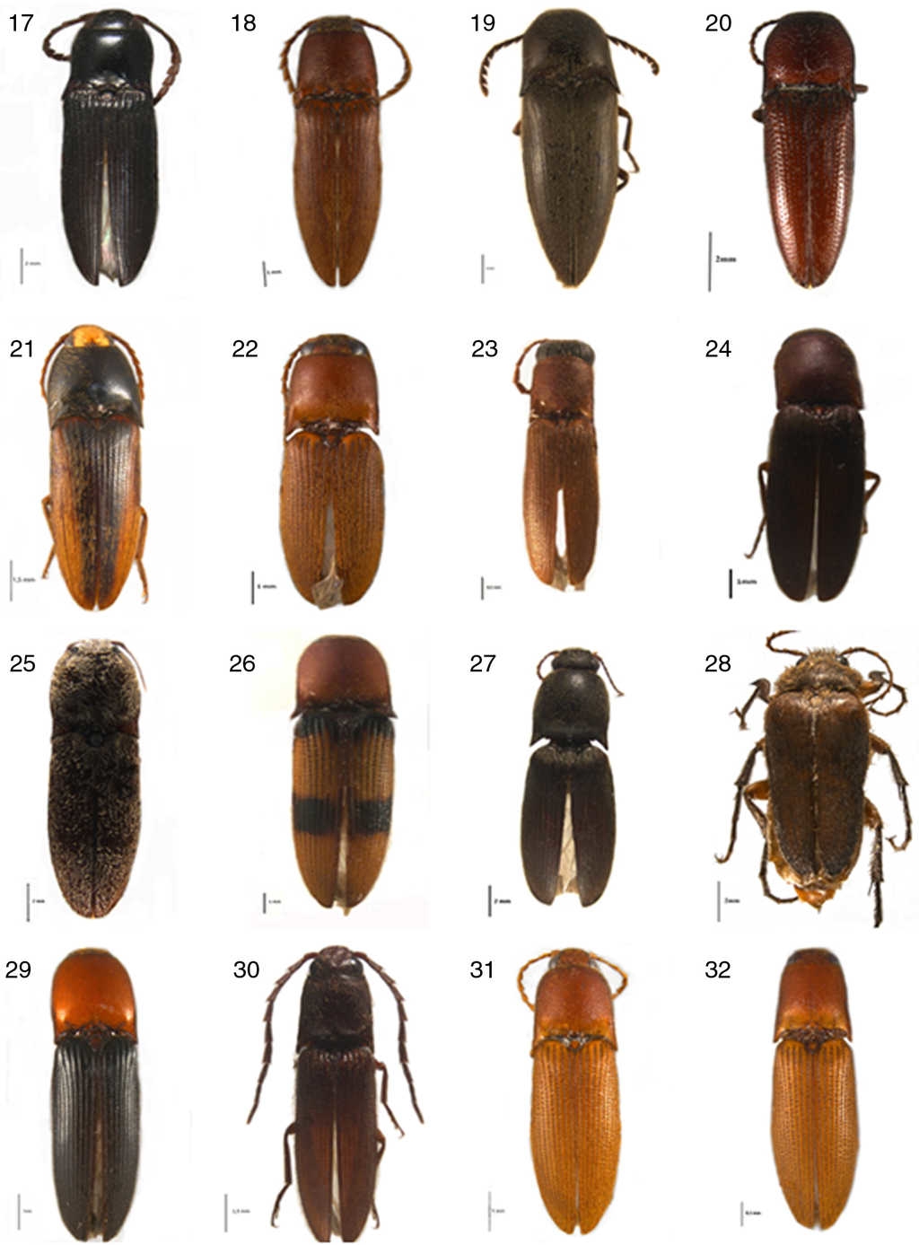 Hábito dorsal de las especies que representan nuevos registros para Jalisco (17-24) y para México (25-32). 17, Dicrepidius serraticornis Champion, 1894; 18, Diplostethus medirianus Champion, 1895; 19, Orthostethus piceus Candèze, 1853; 20, Melanotus rugulipenis Champion, 1895; 21, Physorhinus distigma Candèze, 1859; 22, Megapenthes mexicanus Champion, 1895; 23, M. cincticollis Champion, 1895; 24, M. longicornis Schaeffer, 1926; 25, Lacon pollinaria Candèze, 1857; 26, Aeolus bimucronatus Champion, 1895; 27, Conoderus athoides LeConte, 1863; 28, Scaptolenus fulvus Chevrolat 1874; 29, Anchastus seminiger Champion, 1895; 30, Dipropus atricornis Champion, 1895; 31, Megapenthes bicarinatus Lewis, 1894; 32, M. texanus Becker, 1971.