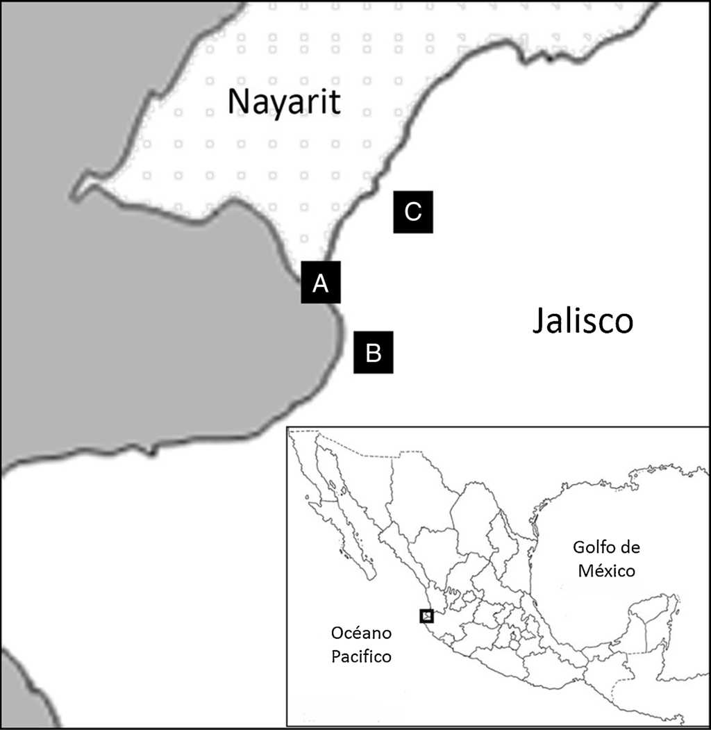 Áreas de estudio donde se capturó Crocodylus acutus: A) estero Boca Negra-Boca de Tomates; B) estero El Salado; C) UMA reptilario Cipactli.