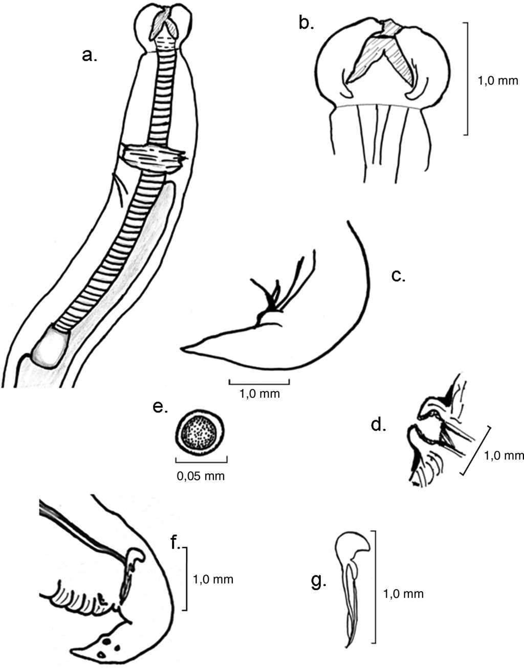 Dujardinascaris helicina: a) extremo anterior de la hembra; vista lateral; b) vista lateral de la cavidad oral; c) extremo posterior de la hembra; d) vulva; e) huevo; f) macho, extremo posterior; g) gubernáculo.