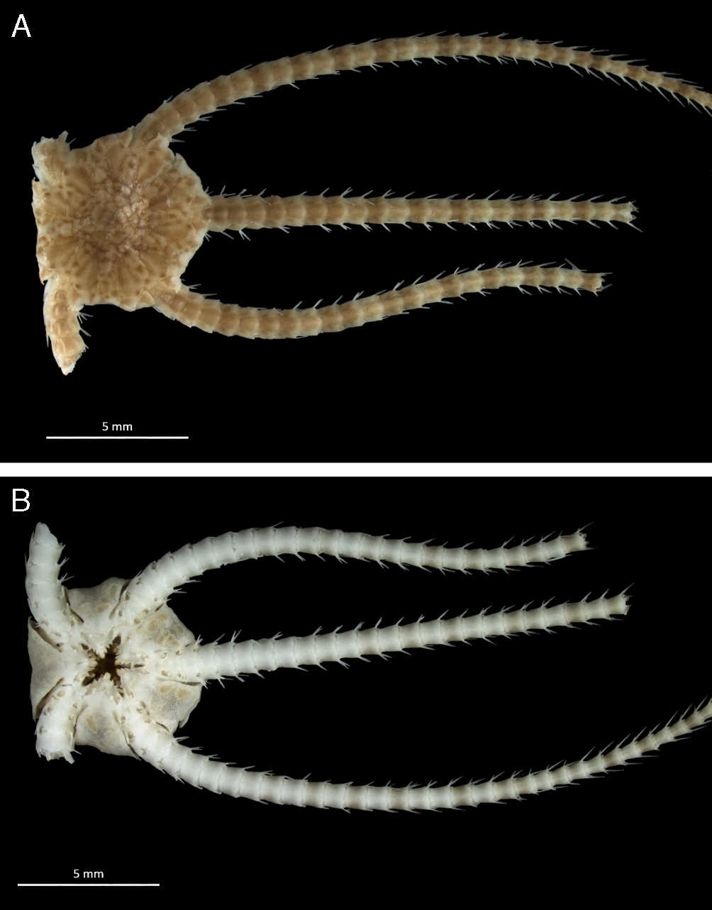 Ophiura ljungmani Lyman, 1878. ICML-UNAM 10929. A, aboral side; B, oral side.