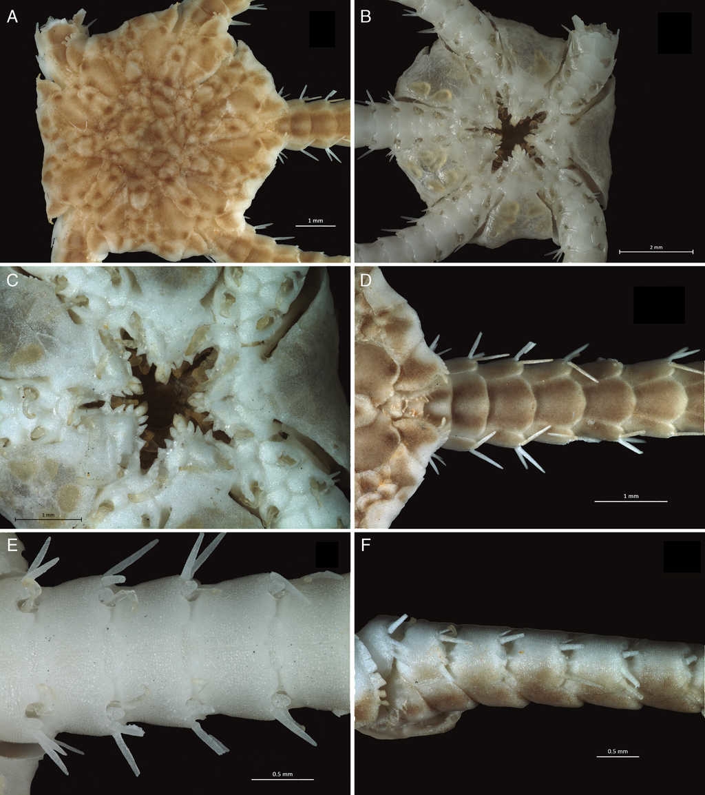 Ophiura ljungmani. (ICML-UNAM 10929). A, disc, dorsal view; B, disc, ventral view; C, detail of the oral side showing the mouth and jaws; D, portion of arm showing the fan shaped arm spines at the base of the arm and the dorsal arm plates; E, detail of arm showing ventral arm plates; F, lateral arm plates.