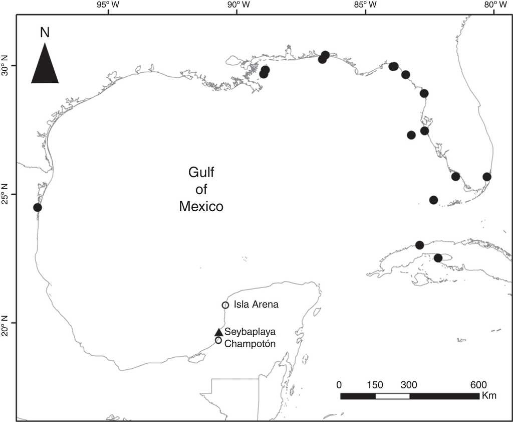 Distribution map of Ambidexter symmetricus in the Gulf of Mexico, previous records (black circles; based on literature and biodiversity databases: GBIF, 2015; OBIS, 2015), new record (dark triangle) and locations where monitoring was performed (open circles).