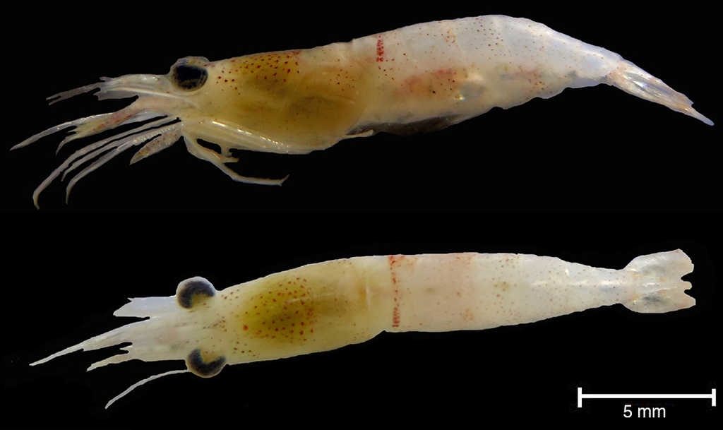 Lateral and dorsal views of adult female of Ambydexter symmetricusManning & Chace, 1971 from Seybaplaya, Campeche, Mexico.