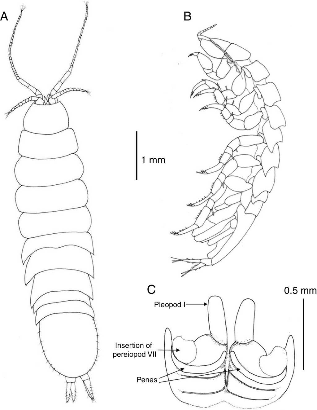 Mexistenasellus atotonoztok new species: (A) dorsal view, female paratype; (B) lateral view, male holotype; (C) sternal plate of pereonite 7 showing penes.