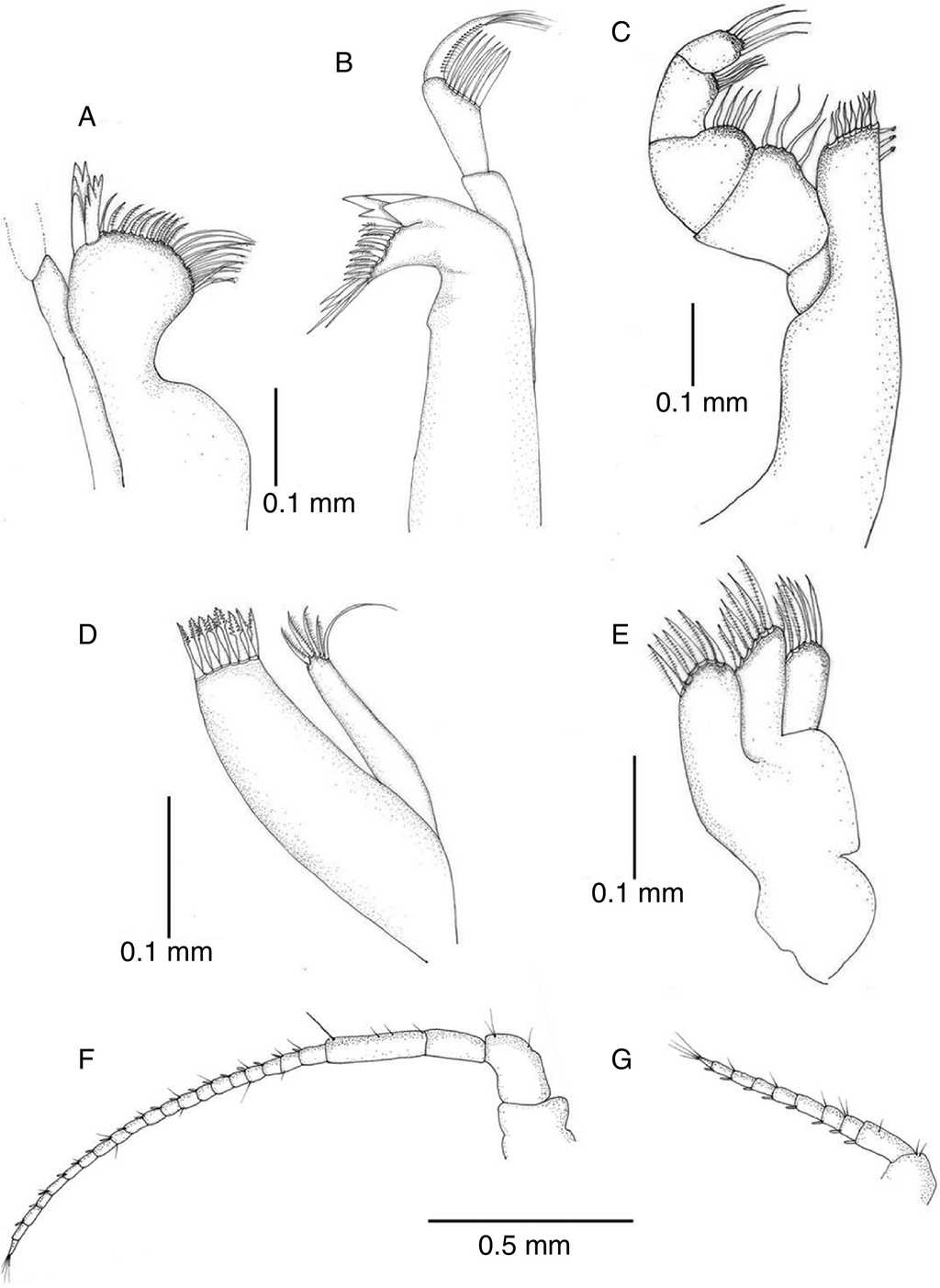 Mexistenasellus atotonoztok new species, male paratype: (A) right mandible; (B) left mandible; (C) maxilliped; (D) maxillula; (E) maxilla; (F) antenna; (G) antennula.