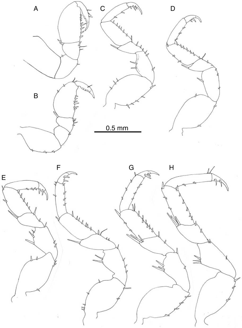 Mexistenasellus atotonoztok new species: (A) male pereiopod I; (B) female pereiopod I; (C)-(H) male pereiopods II-VII.