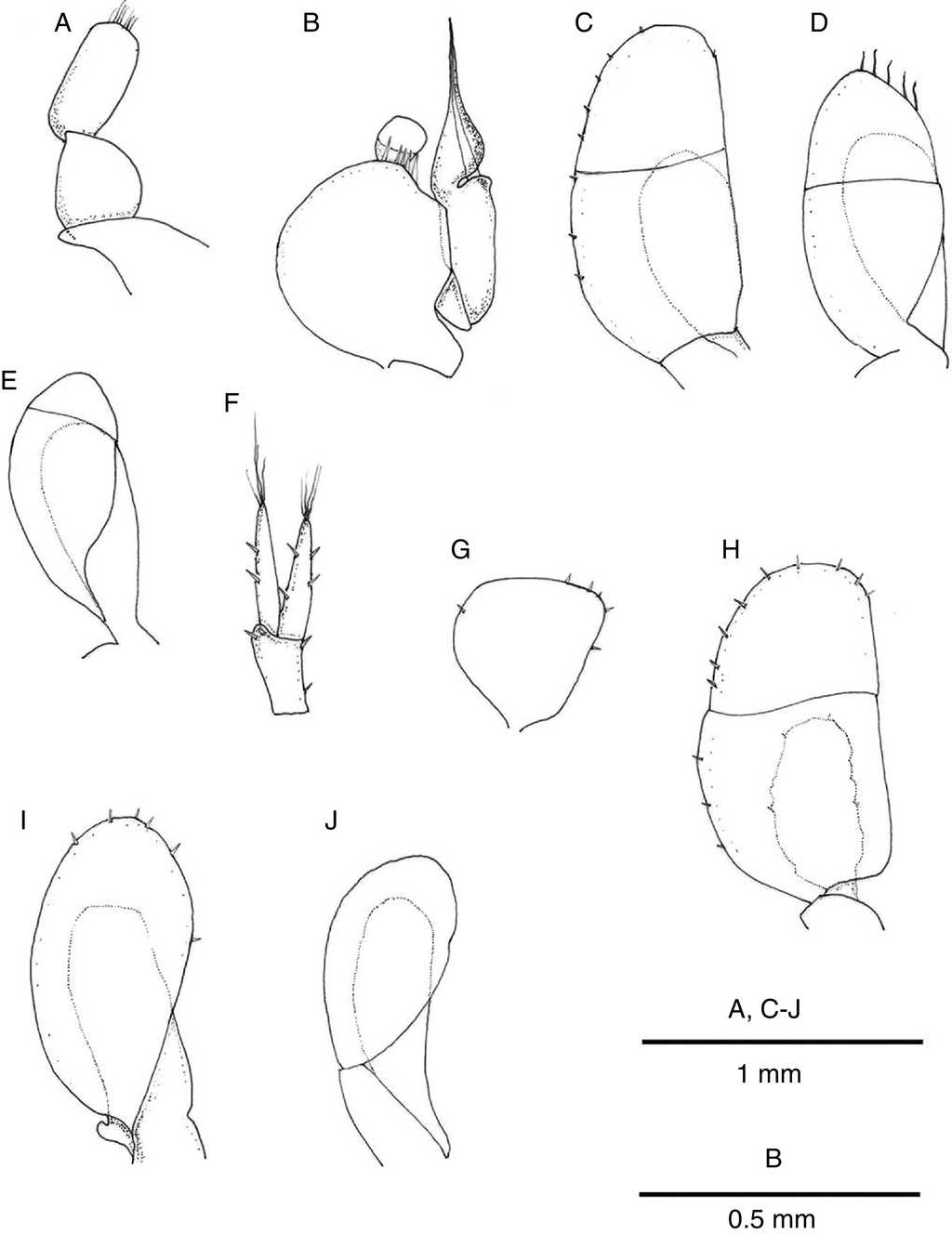 Mexistenasellus atotonoztok new species. Male paratype A-F, female paratype G-J: (A) pleopod I; (B) pleopod II; (C) pleopod III; (D) pleopod IV; (E) pleopod V; (F) uropod; (G) pleopod II; (H) pleopod III; (I) pleopod IV; (J) pleopod V.
