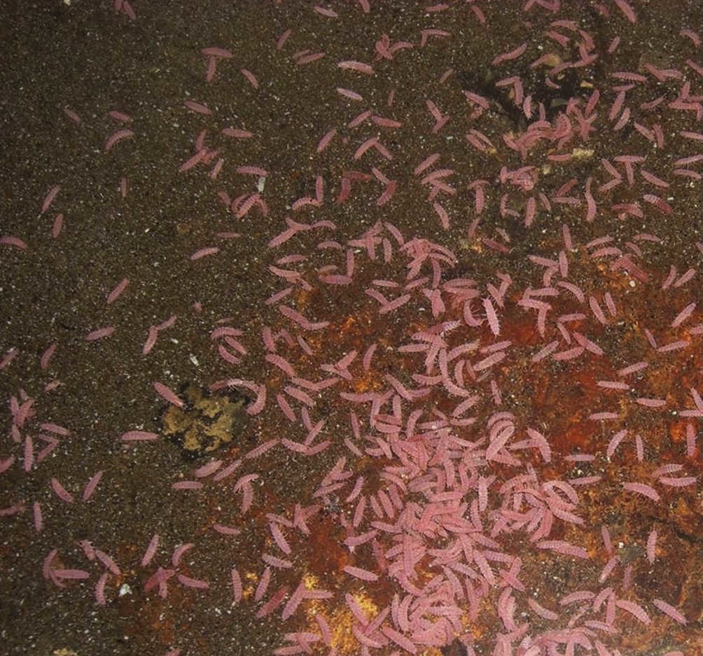 Mexistenasellus atotonoztok new species, live in a large pond inside Cerro Colorado Cave, Apazapan, Veracruz, Mexico.