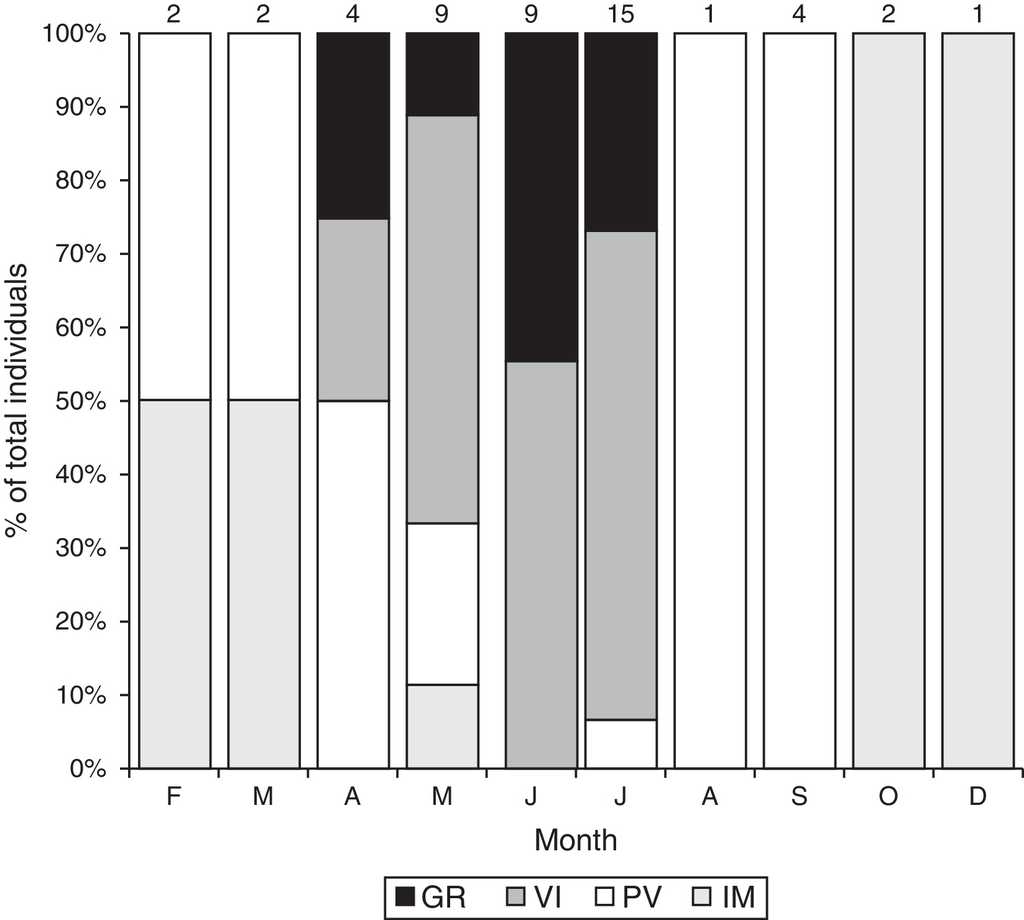 Reproductive classes recorded throughout the year as percent of the total number of females observed in Aspidoscelis costata costata from Tonatico, Estado de México, Mexico. Immature=IM; previtellogenic=PV; vitellogenic=VI; and gravid=GR. Numbers above each bar are sample sizes.