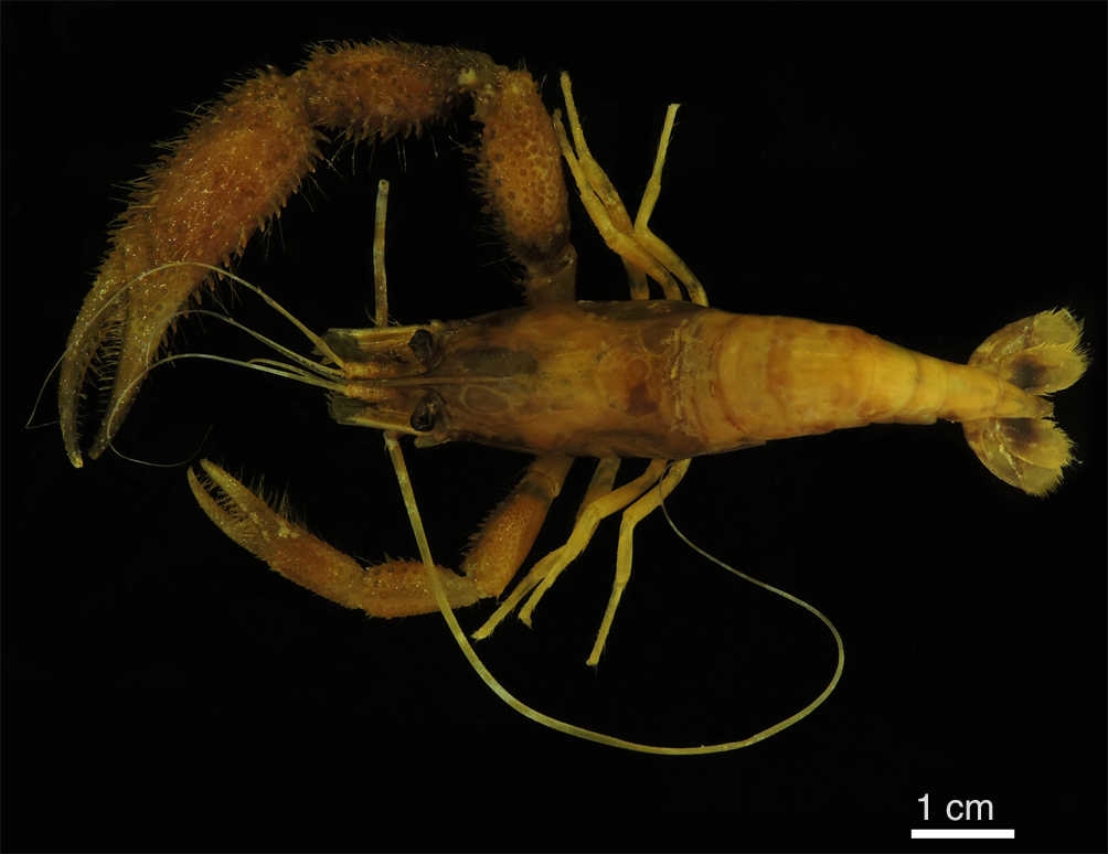 Macrobrachium olfersii (Wiegmann, 1836), CNCR 26305, macho recolectado en el arroyo del puente &laquo;La Marina&raquo;, San Carlos, municipio de Guaymas, Sonora, M&eacute;xico.