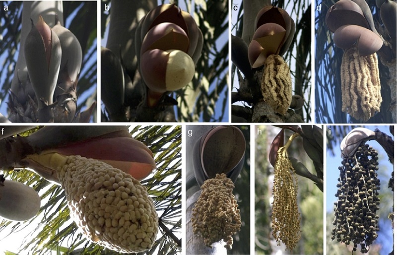 Phenophases of Wettinia kalbreyeri in an Andean montane forest of Colombia. Upper row: staminate inflorescences in different stages (a)&ndash;(d). Lower row: pistillate flowers (f)&ndash;(g), unripe fruits in formation (h), and ripe fruits in formation (i).