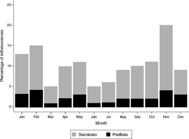 Proportion of individuals of Wettinia kalbreyeri in either staminate phase (grey) or pistillate phase (black) of 100 monitored individuals in an Andean montane forest of Colombia. From January 2010 to December 2010.