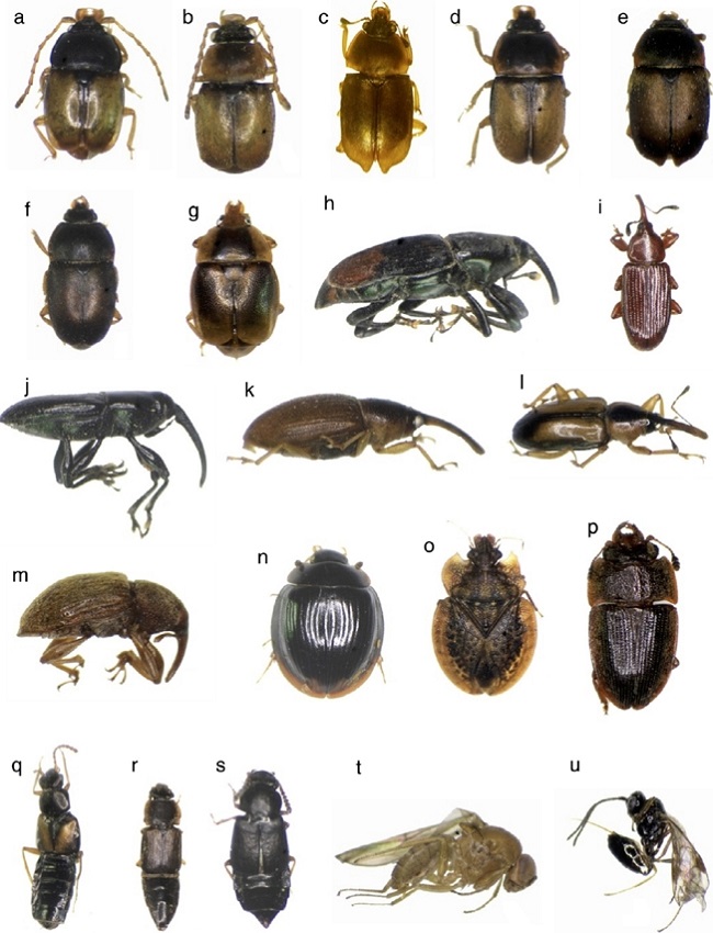 Major floral visitors of Wettinia kalbreyeri in an Andean montane forest of Colombia. Mystrops sp. 1 (a), Mystrops sp. 2 (b), Mystrops sp. 3 (c), Mystrops sp. 4 (d), Mystrops sp. 6 (e), Mystrops sp. 7 (f), Mystrops sp. 8 (g), Curculionidae Gen 1. sp. 1 (h), Phyllotrox sp. 1 (i), Phyllotrox sp. 2 (j), Andranthobius sp. 1 (k), Metamasius sp. 1 (l), Curculionidae Gen 5. sp. 2 (m), Phalacrididae Gen. 1sp. 1 (n), Tingitidae Gen.1 sp. 1 (o), Nitidulidae Gen. 1 sp. 1 (p), Staphylinidae-Aleocharinae Gen. 1 sp. 1 (q), Staphylinidae-Aleocharinae Gen. 2 sp. 1 (r), Staphylinidae-Aleocharinae Gen. 3 sp. 1 (s), Drosophila sp. 1 (t), and Hymenoptera gen. 1 sp. 1 (u).