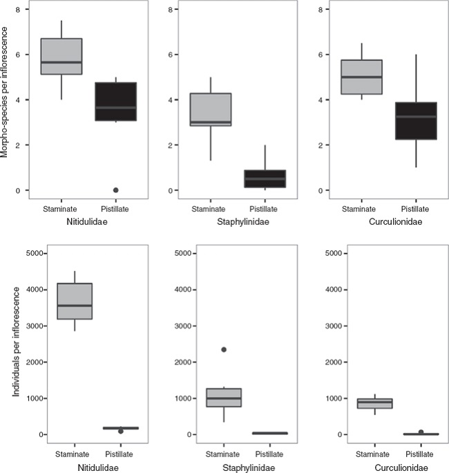 Average number of morpho-species and individuals of the 3 major families within the order Coleoptera (Curculionidae, Nitidulidae, Staphylinidae) found in each inflorescence of Wettinia kalbreyeri for both staminate and pistillate inflorescences.