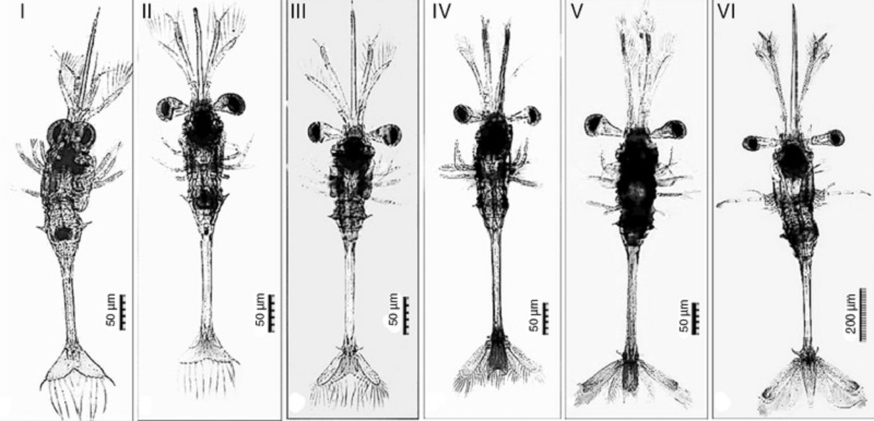 Larva de S. hispidus en estadios I a VI (100 d&iacute;as de vida).