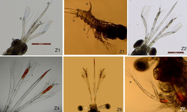 Estructuras morfol&oacute;gicas observadas durante el estudio para determinar la fase de desarrollo larvario. Z1: Larva en el primer estadio de desarrollo, Z1a: ojos s&eacute;siles, Z1b: antenas, Z1c: ant&eacute;nulas, Z1d: rostrum, Z1e: espina dorsal, Z1f:espinas del primer somito, Z1g: espinas del tercer somito, Z1 h: espinas del tercer somito. Z2: Larva en la segunda fase de desarrollo. Z4: Larva en la cuarta fase de desarrollo con presencia de cromat&oacute;foros rojos en la puntal del rostrum y ant&eacute;nulas. Z6: Larva en la sexta fase de desarrollo, Z6a: tercer perei&oacute;podo.