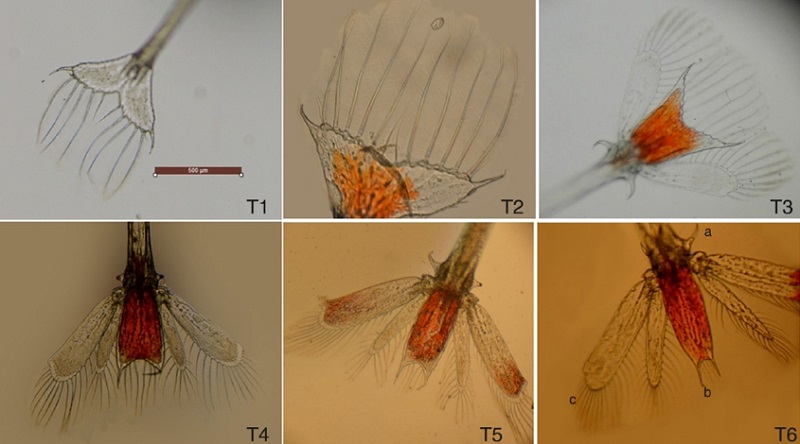 Telson de larvas de S. hispidus en la primera (T1), segunda (T2), tercera (T3), cuarta (T4), quinta (T5) y sexta (T6) fases de desarrollo larvario; T6a) espinas de la base del telson, T6b) espinas de la punta del telson y T6c) setas plumosas de los ur&oacute;podos.