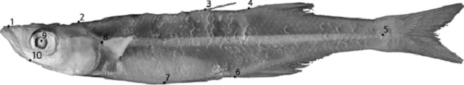 Disposici&oacute;n de las marcas en los ejemplares de C. humboldtianum: 1, regi&oacute;n distal del premaxilar; 2, t&eacute;rmino de la regi&oacute;n cef&aacute;lica en la parte dorsal; 3, inicio de la primera aleta dorsal; 4, inicio de la segunda aleta dorsal; 5, regi&oacute;n media del ped&uacute;nculo caudal en la base de la aleta caudal; 6, inicio de la aleta anal; 7, inicio de la aleta ventral; 8, inicio de la aleta pectoral; 9, centro del ojo; 10, regi&oacute;n distal del maxilar.