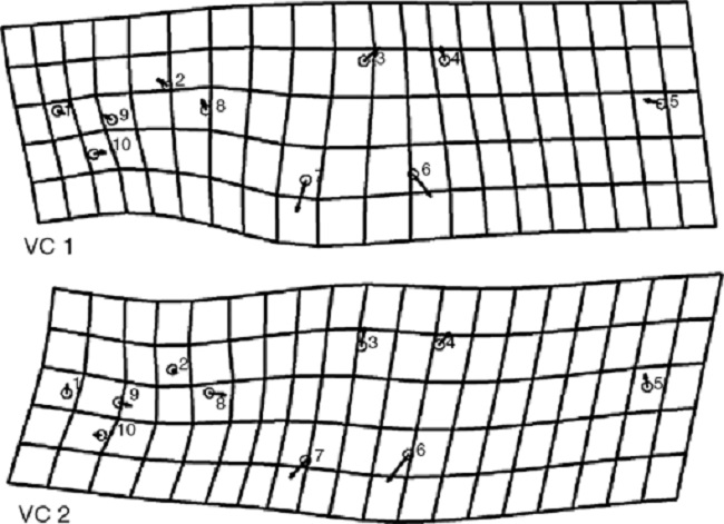 Mallas de deformaci&oacute;n con vectores de los primeros 2 ejes del an&aacute;lisis de variantes can&oacute;nicas. Se resalta el cambio de la figura con mayor influencia en la separaci&oacute;n de los ejemplares de cada localidad.
