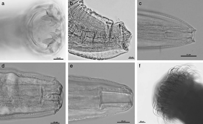 Extremo anterior de las especies de helmintos encontrados en C. latrans impavidus: a, Ancylostoma caninum; b, Physaloptera sp.; c, Spirocerca lupi; d, Spirura sp.; e, Didelphonema longispiculata; f, Taenia pisiformis.
