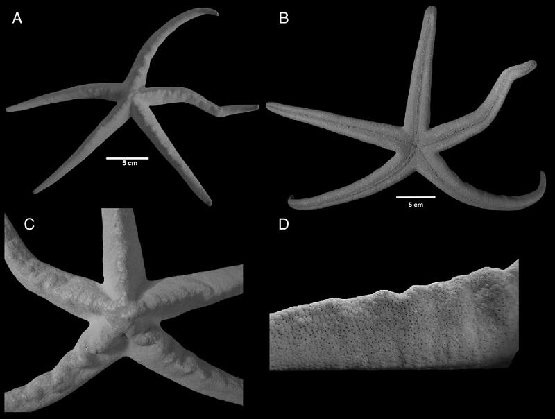 Narcissia ahearnae (ICML-UNAM 2.70.6); (A), abactinal view; (B), ambulacral furrow; (C), papular areas; (D), carinal ridges.