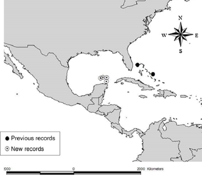 Map showing the known records of N. ahearnae, • previous records (Pawson, 2007) and new records in the Mexican Caribbean.