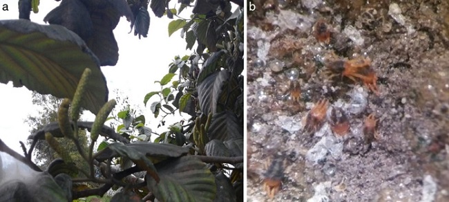 Aspecto general de hojas de Alnus acuminata mostrando síntomas de alimentación de O. coffeae (a); colonia de Oligonychus coffeae sobre hojas de A. acuminata (b).