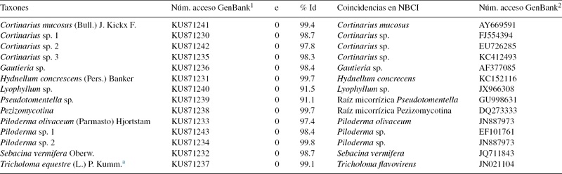 Identificación de las raíces micorrizadas por afinidad filogenética en GenBank.